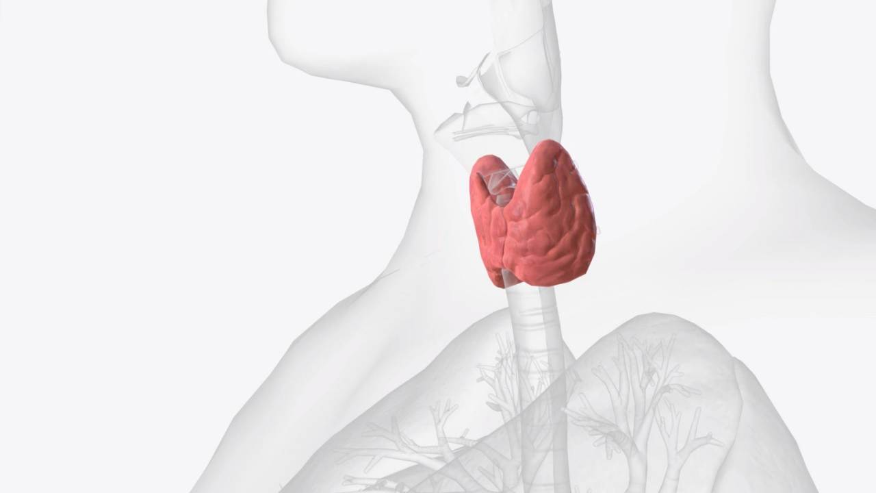 Tiroid Hastalıklarının Belirtileri ve Erken Tanı